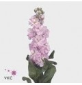 ΒΙΟΛΑ  ΡΟΖ.......-MATTHIOLA  AIDA PINK